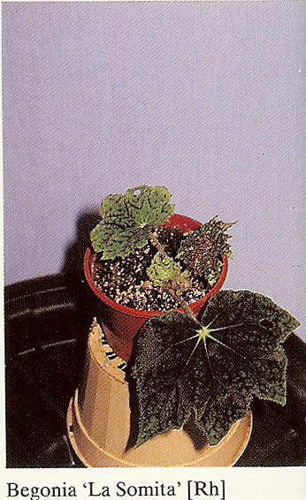 B. ‘La Somita’